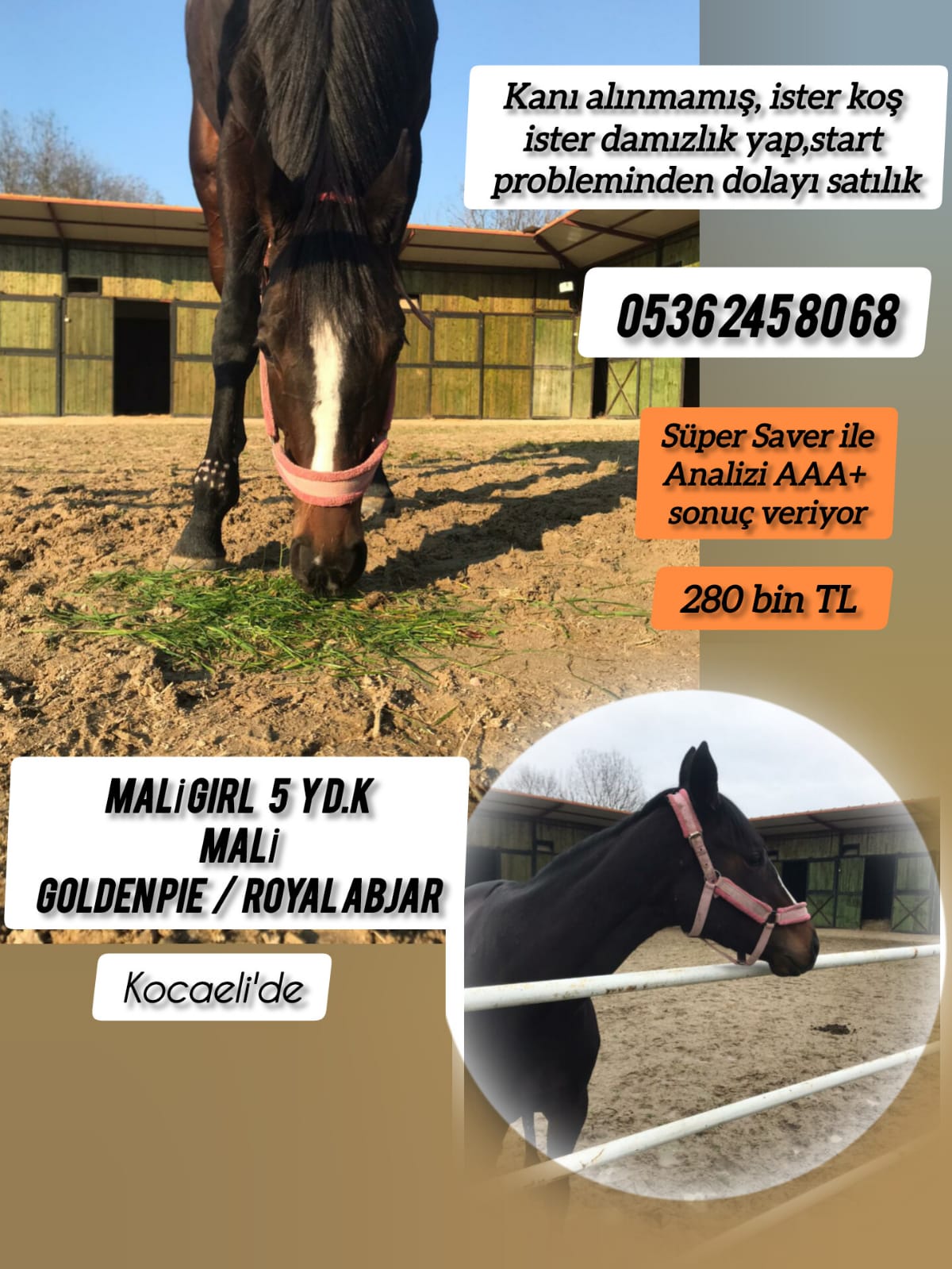 5 yaşında Kocaeli de Start probleminden dolayı satılık Kanı alınmadı ister koş ister damızlık yap Mali Kızı Mali Girl